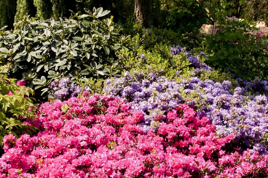 Jak uprawiać Rhododendrony